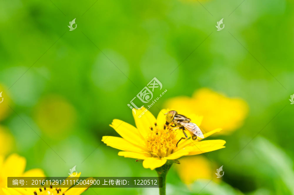 水果文件或綠色環(huán)?；ɑ軝n案