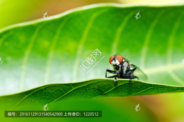 飛翔在綠色的大自然里