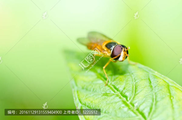 水果文件或綠色環(huán)?；ɑ軝n案