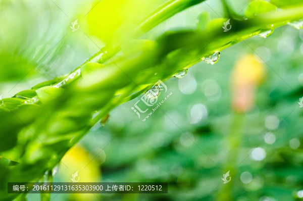 淡水水滴與綠色葉子