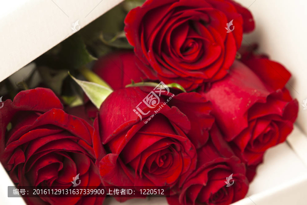 紅玫瑰
