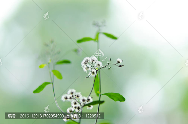 綠色自然中的白花雜草
