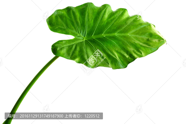 海芋machrorhiza