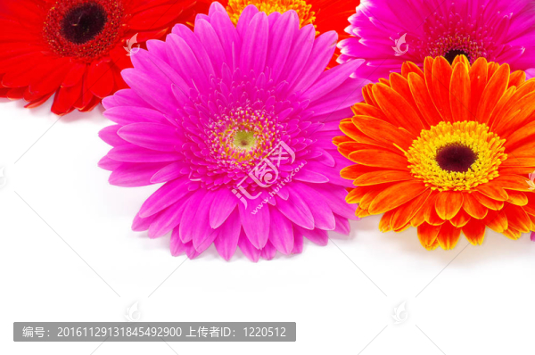 太陽(yáng)花