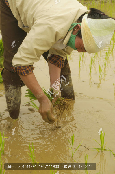 種植水稻