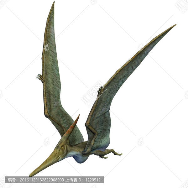 無(wú)齒翼龍恐龍?jiān)陲w行