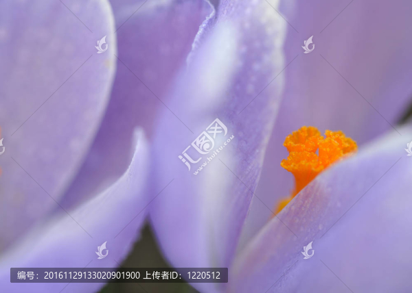 濕紫番紅花