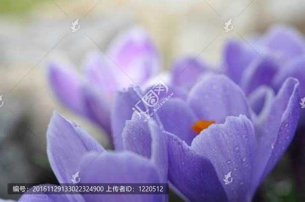 濕紫番紅花