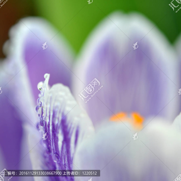 濕紫番紅花