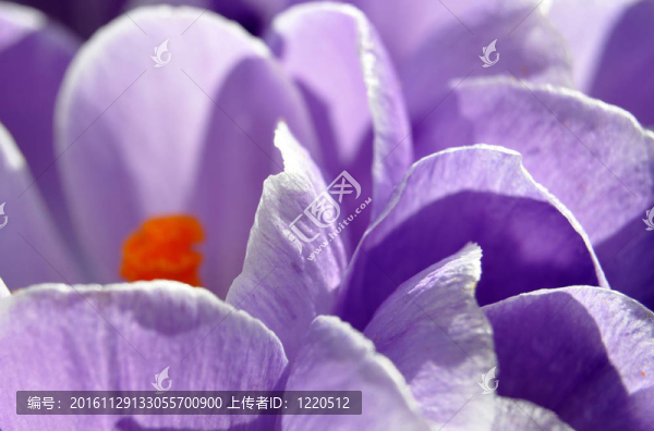 紫番紅花