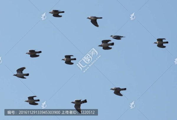 鳥群；木鴿