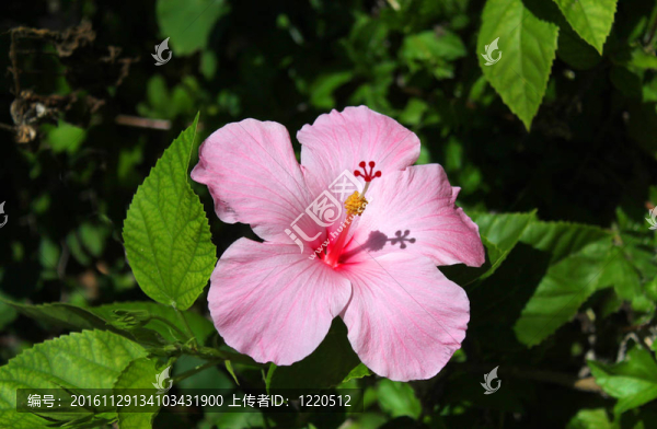 熱帶的粉紅色的芙蓉花
