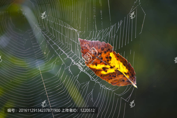 葉在spider-web