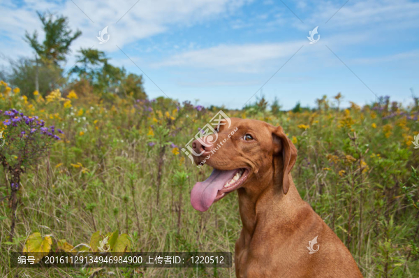幸福的期待維茲拉犬犬Wild,Flowers