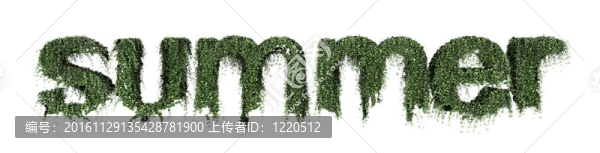 常春藤夏季