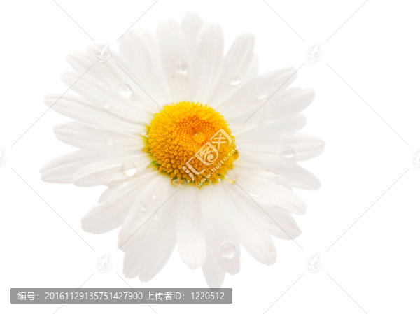 雛菊