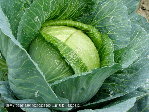 種白菜