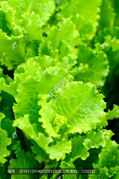 新鮮的生菜葉子