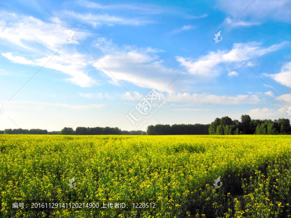 夏天的風(fēng)景