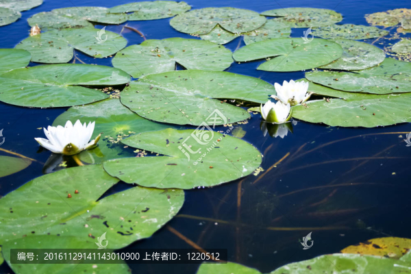 百合花