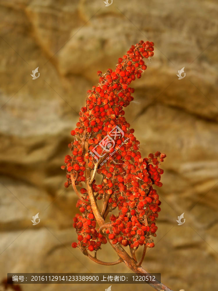 明亮的紅漿果背景