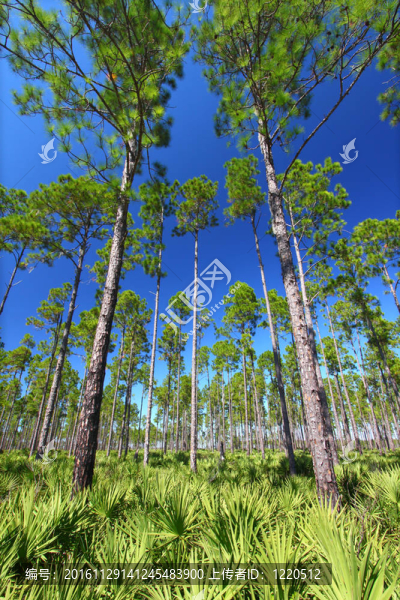 Pine,Flatwoods,-佛羅里達州