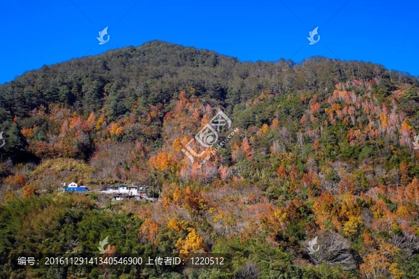 帶紅黃葉的山