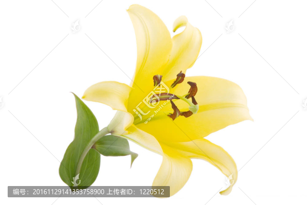 黃lily,flower