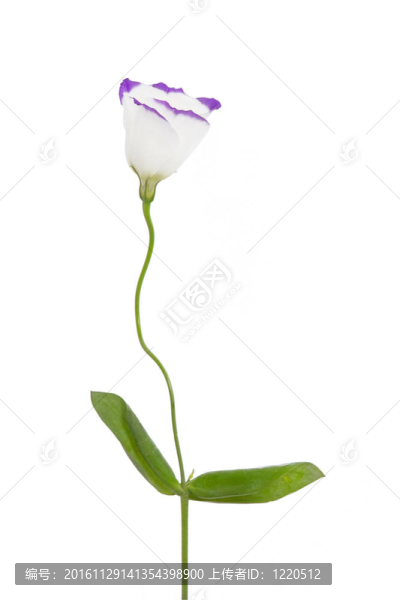 白色和紫色花