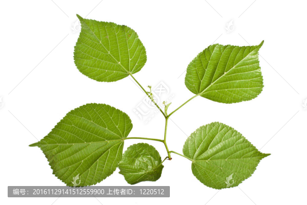 菩提樹
