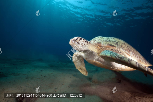 綠海龜和海洋。