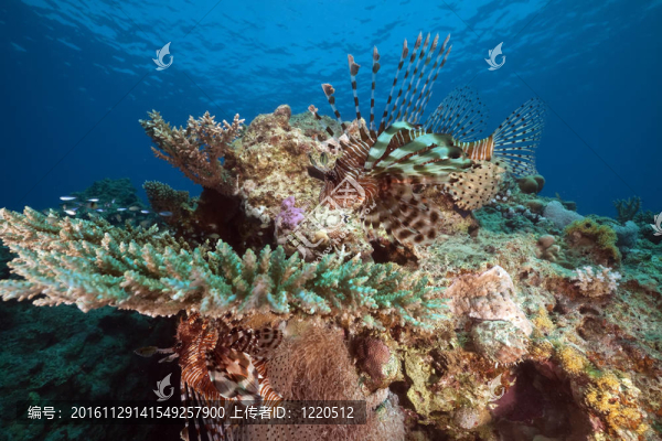 獅子魚和海洋。