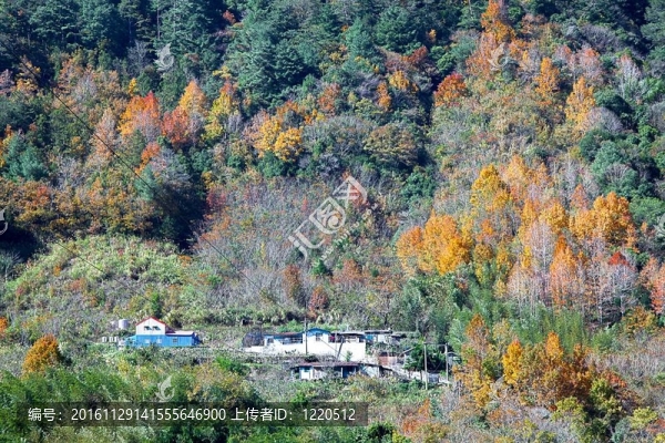 帶紅黃葉的山