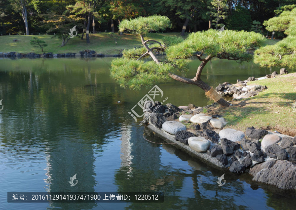 日本松