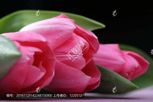 粉紅色的郁金香