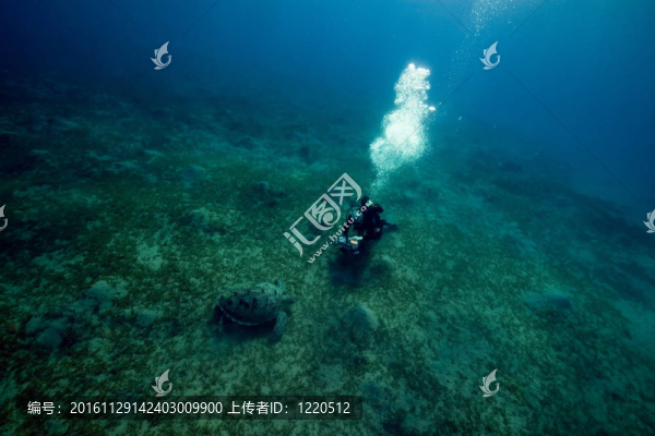雄性綠海龜和攝影師。