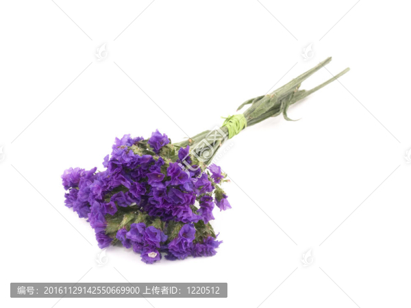 毋忘我花勿忘我