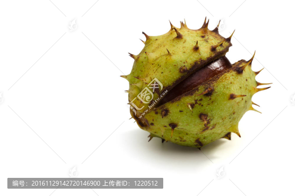 板栗