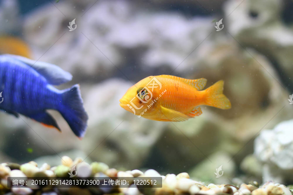 彩色的魚