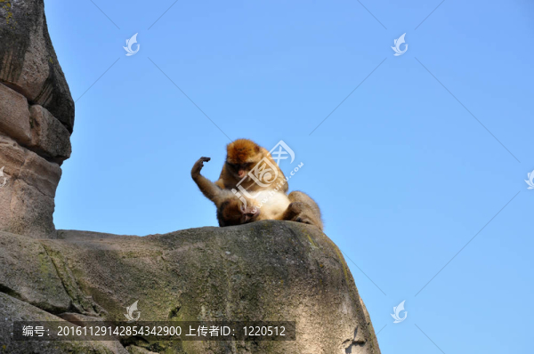 柏柏爾猴子找跳蚤