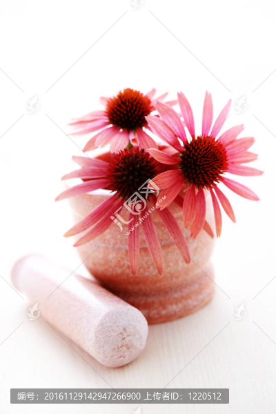 紫錐花