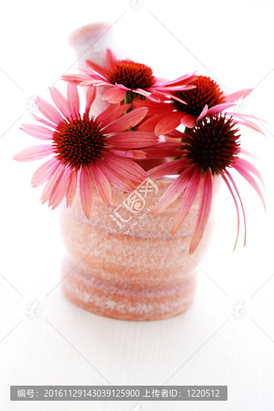 紫錐花