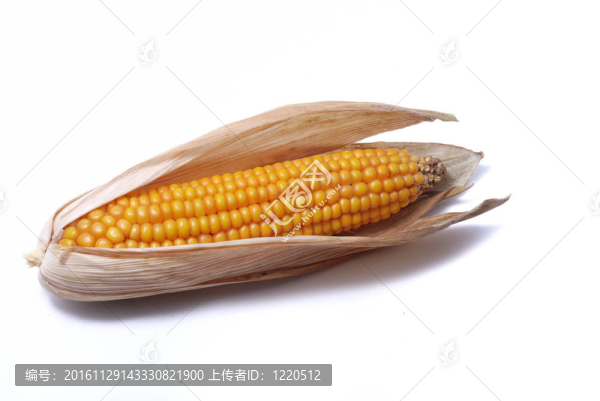成熟的玉米穗