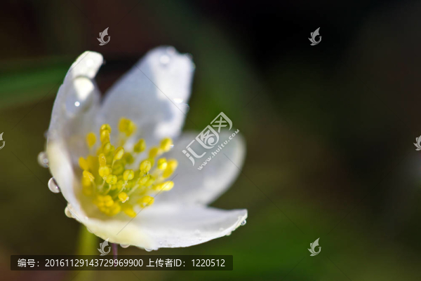 銀蓮花