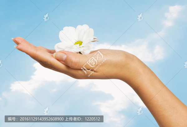 美麗的女性手與花