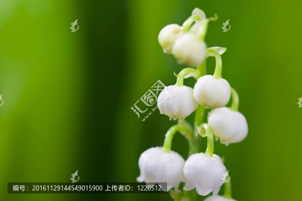莉莉和綠葉