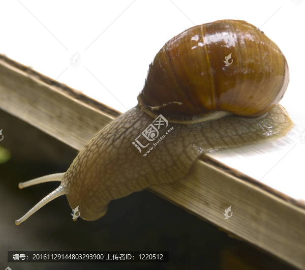 葡萄蝸牛3
