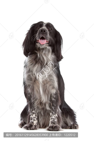 混合品種的dog.border可卡犬牧羊犬；