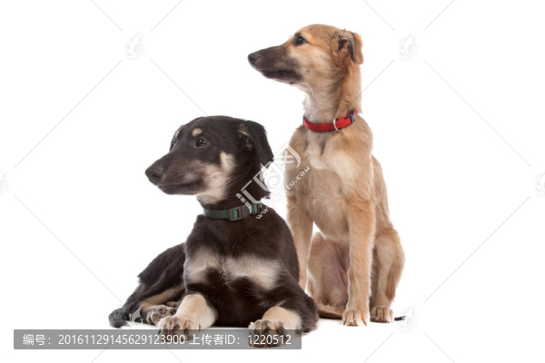 兩惠比特犬小狗