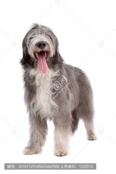 長須牧羊犬